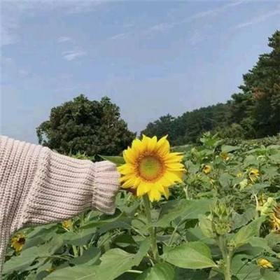 狂野星球之旅手机版